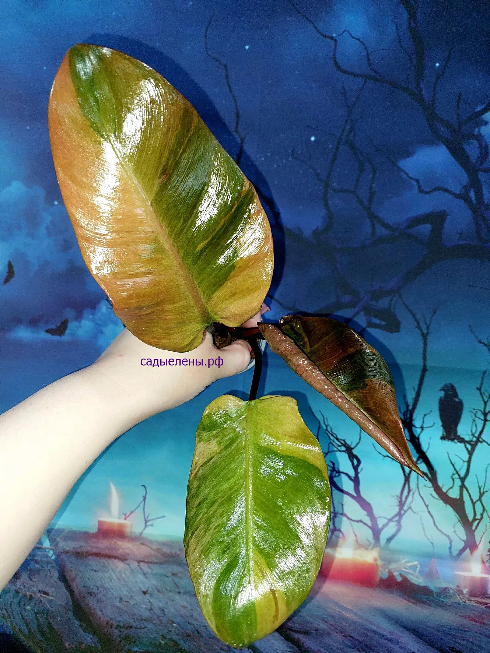 Philodendron Black Cardinal Variegated