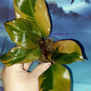 Philodendron Black Cardinal Variegated