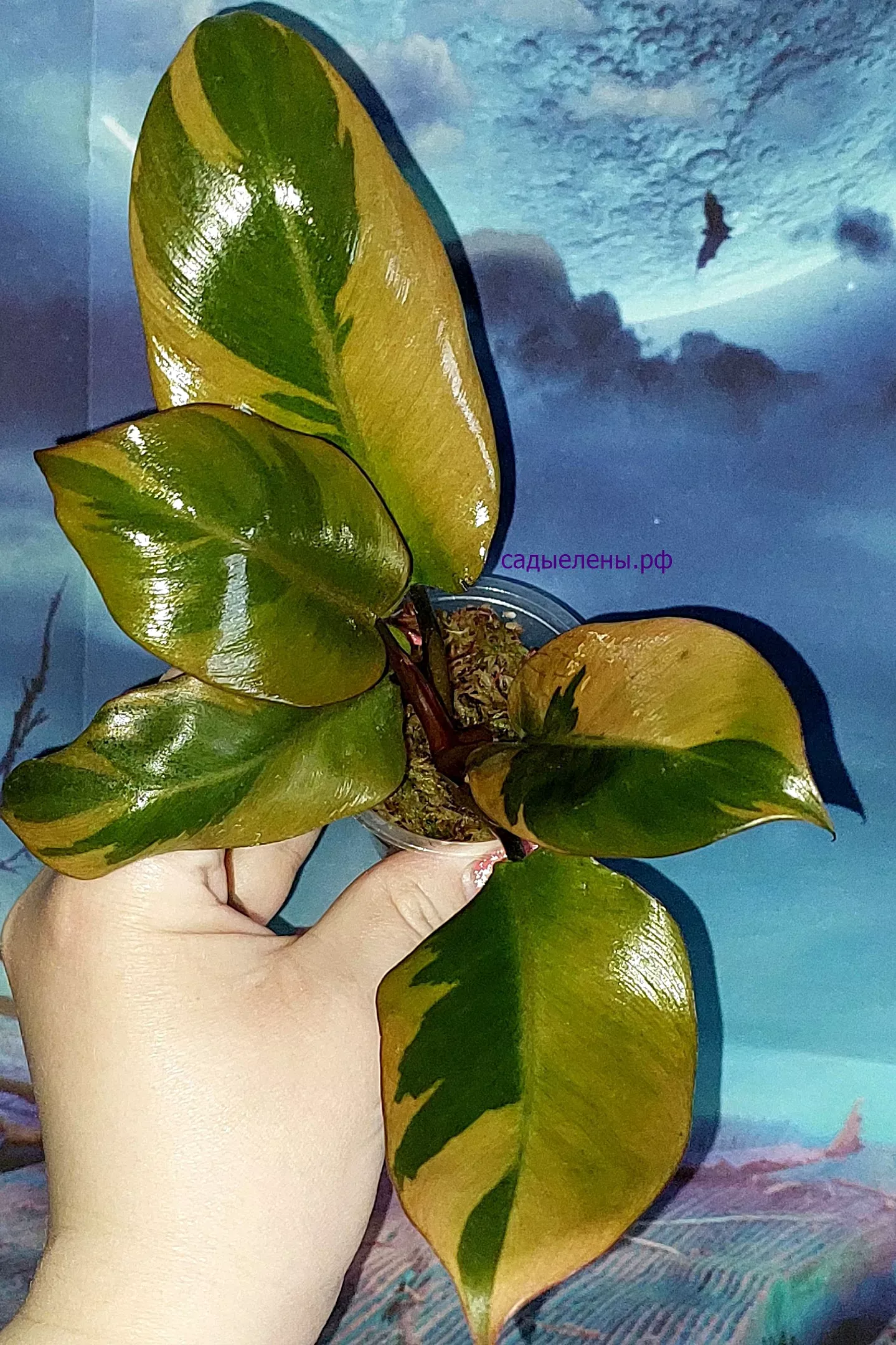 Philodendron Black Cardinal Variegated