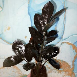 Zamioculcas Raven