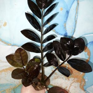 Zamioculcas Raven