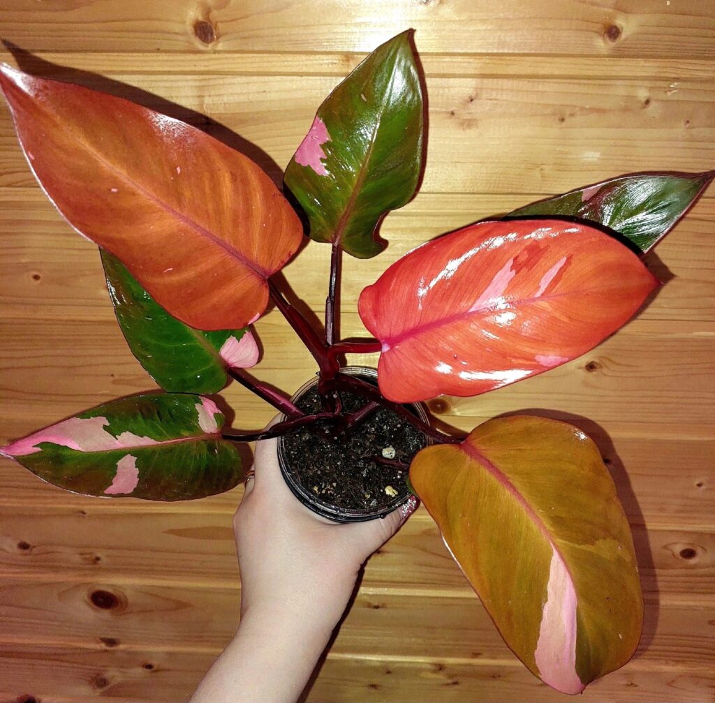 Филодендрон Persimmon Princess (Персиммон принцесс)