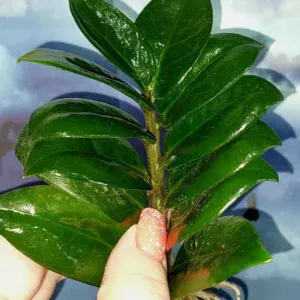 Zamioculcas Zenzi