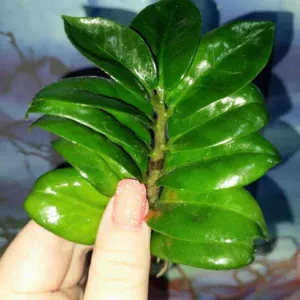 Zamioculcas Zamicro Dark