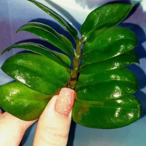 Zamioculcas Zamicro Dark