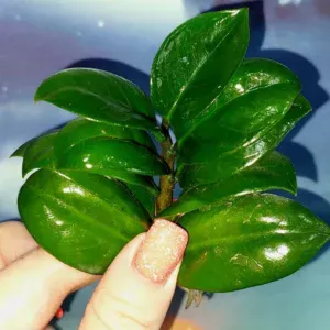 Zamioculcas Zamicro Dark