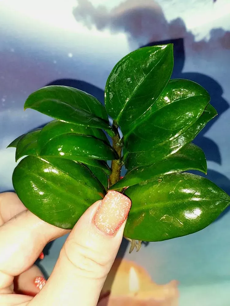 Zamioculcas Zamicro Dark
