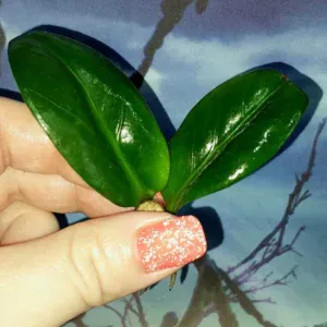 Zamioculcas Zenzi
