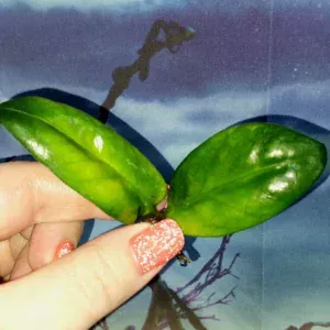 Zamioculcas Zamicro Dark
