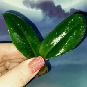 Zamioculcas Zamicro Dark