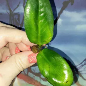 Zamioculcas Zenzi