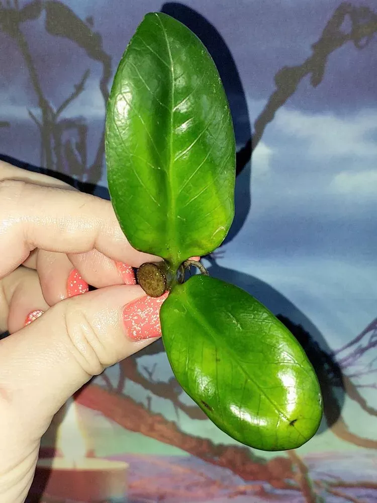 Zamioculcas Zamicro Dark