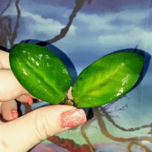 Zamioculcas Zamicro Dark