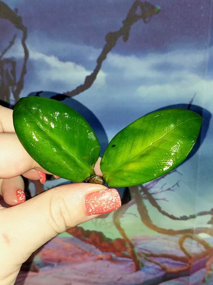Zamioculcas Zamicro Dark