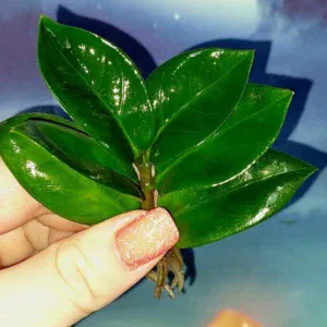 Zamioculcas Zenzi