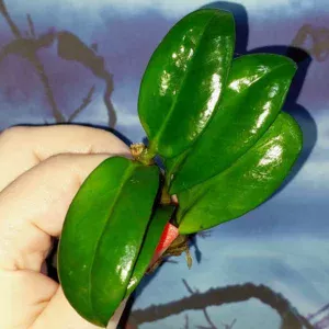 Zamioculcas Zenzi