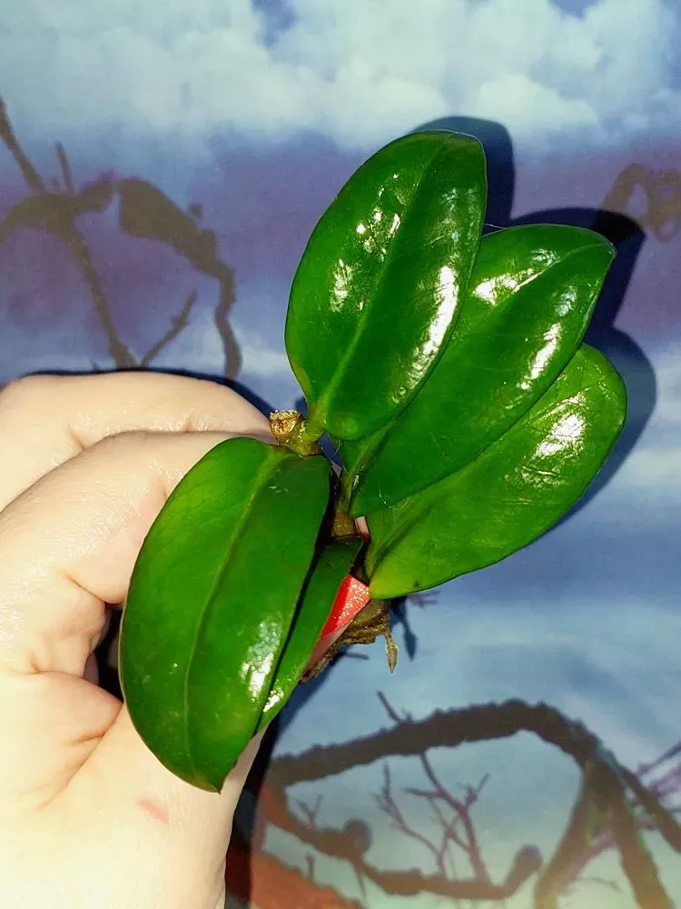 Zamioculcas Zamicro Dark