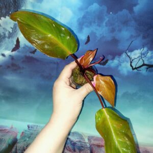 Philodendron Persimmon Princess