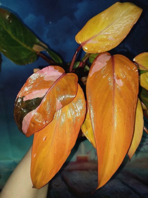 Philodendron Persimmon Princess