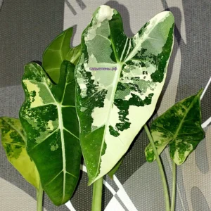 Alocasia Frydek variegated