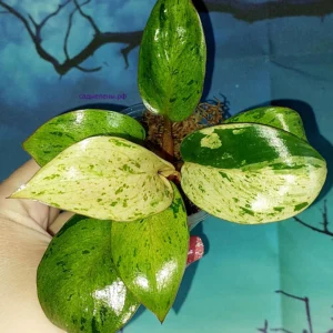 Филодендрон Congo red dwarf mint variegated