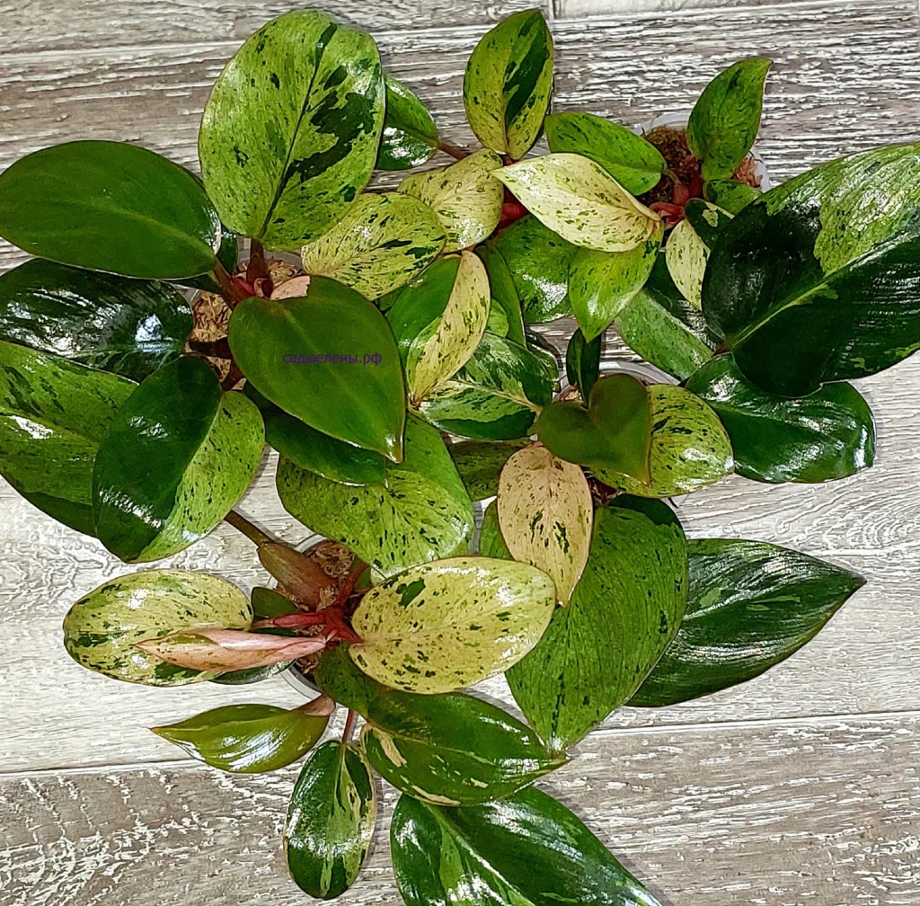 Филодендрон Congo red dwarf mint variegated