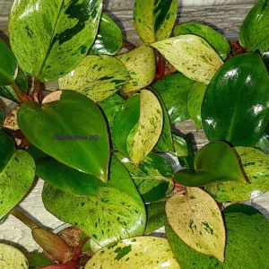 Philodendron Congo Red Dwarf Mint Variegated