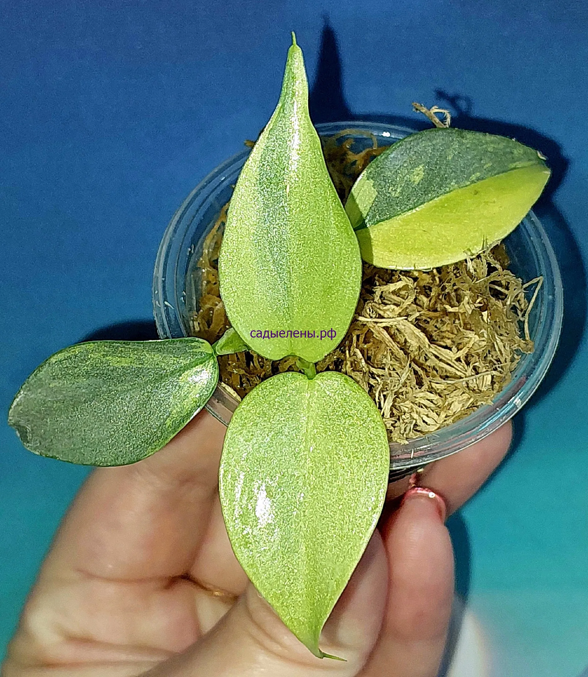 Филодендрон хастатум 'Silver Sword' variegata