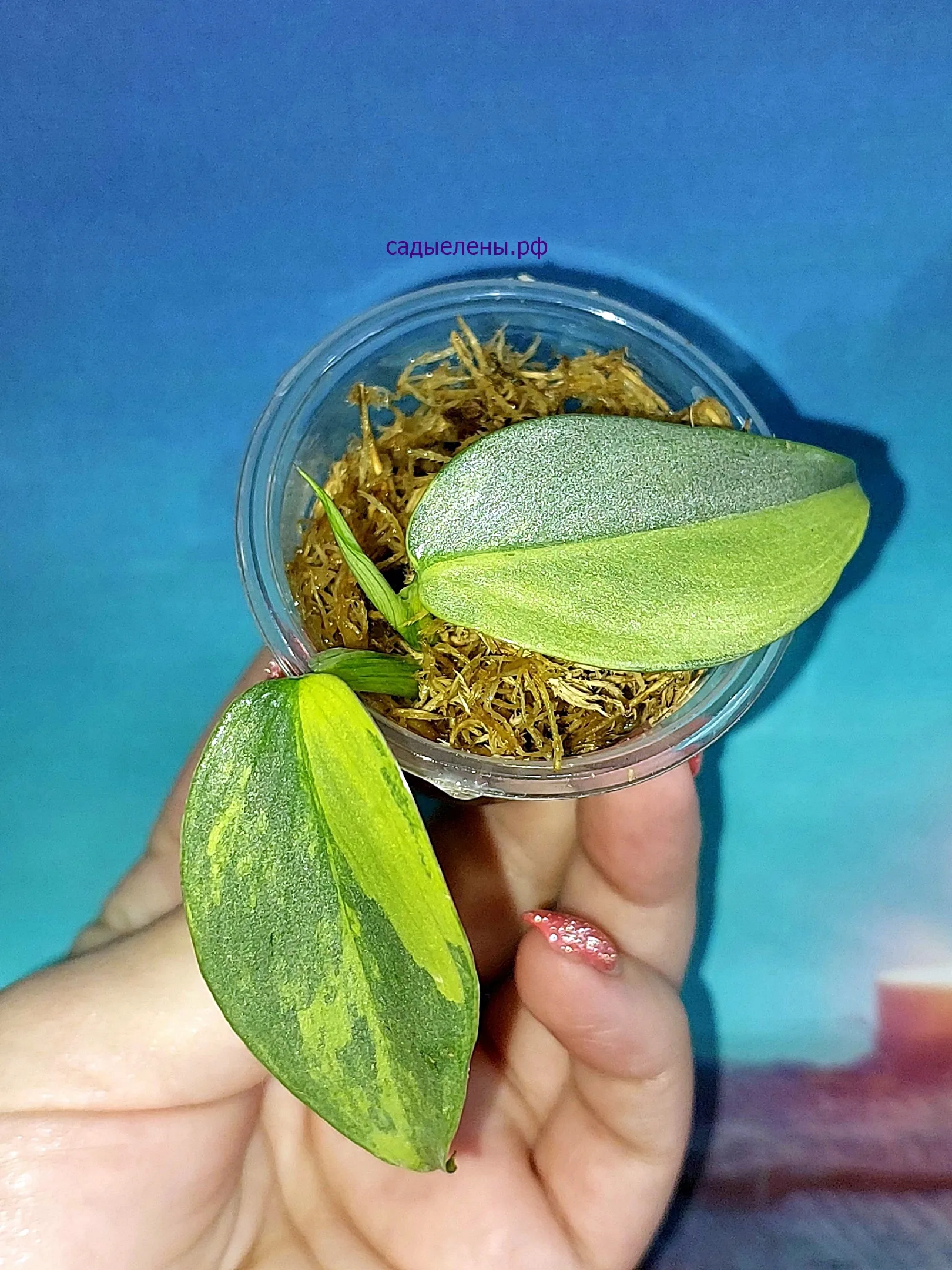 Филодендрон хастатум 'Silver Sword' variegata