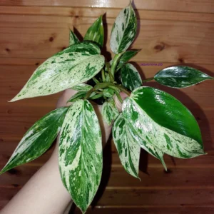 Philodendron Emerald Queen Marble