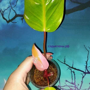 Philodendron Persimmon Princess