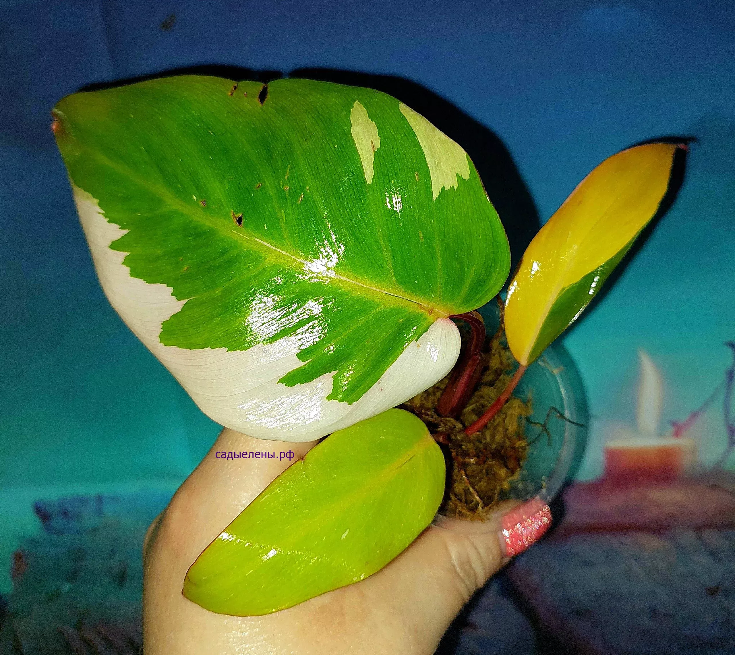 Philodendron Persimmon Princess