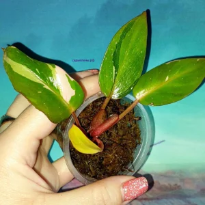 Philodendron Persimmon Princess