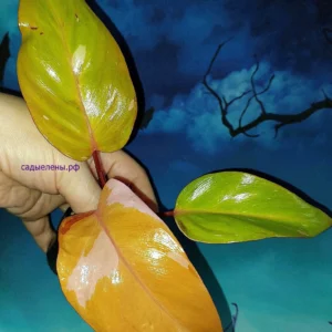 Philodendron Persimmon Princess