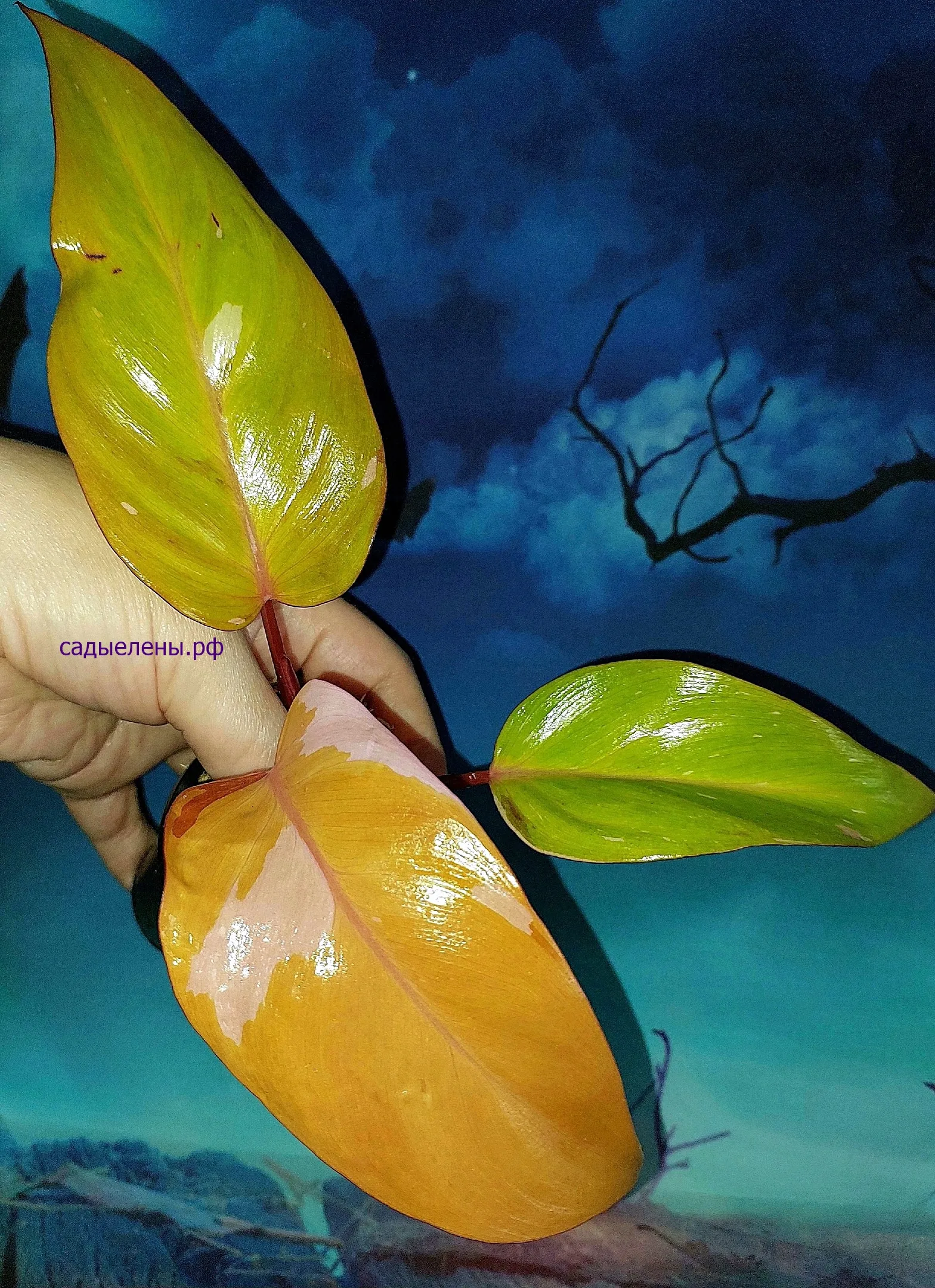 Philodendron Persimmon Princess