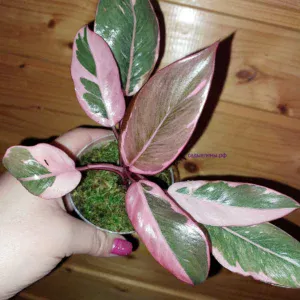 Philodendron Pink Princess Mutation