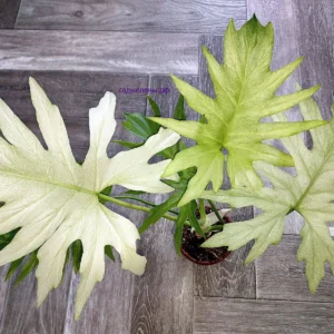 Philodendron Warszewiczii Mint
