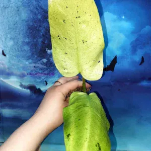Philodendron Whipple Way