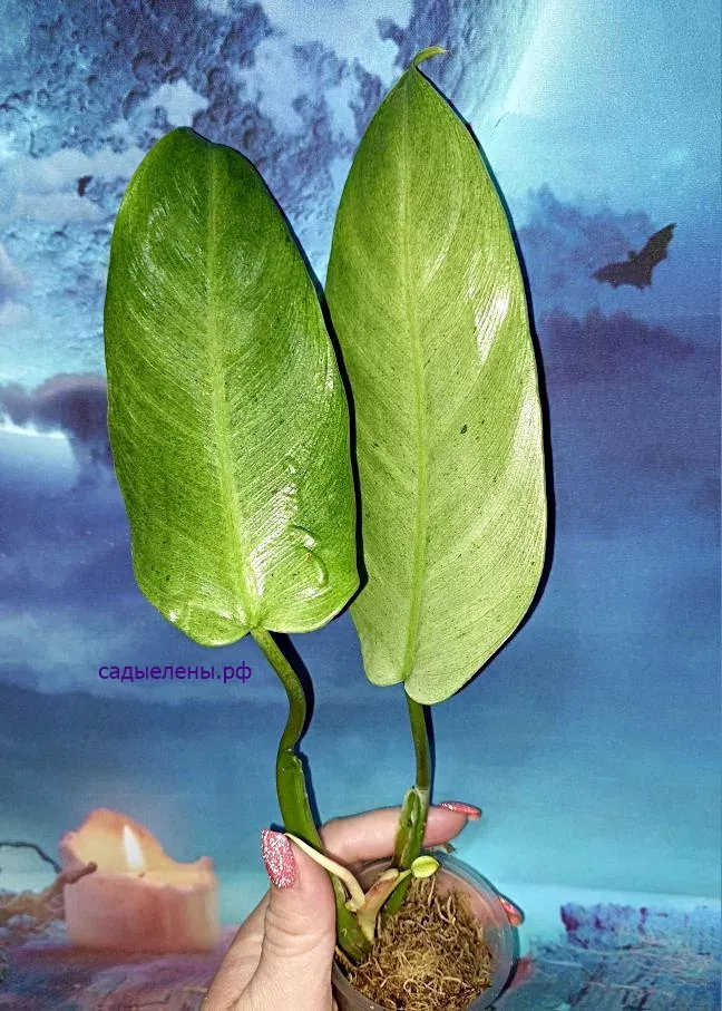 Philodendron Whipple Way