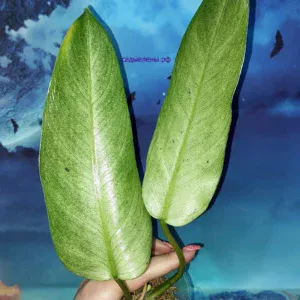 Philodendron Whipple Way