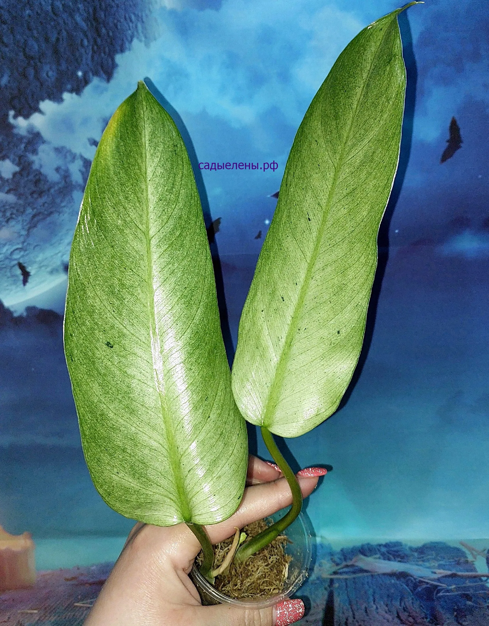 Philodendron Whipple Way