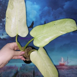 Philodendron Whipple Way