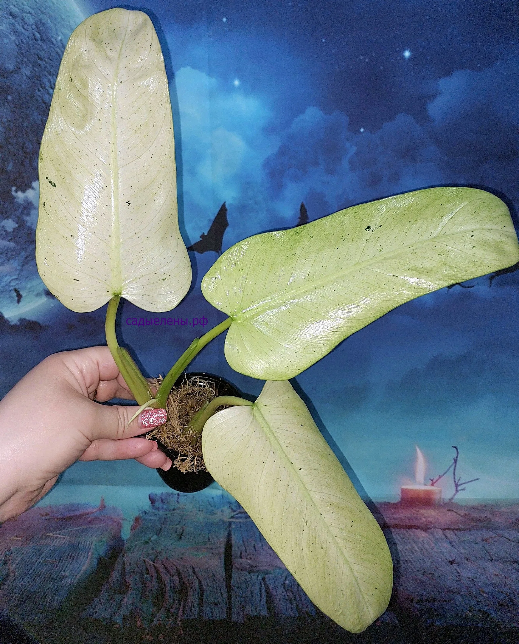 Philodendron Whipple Way