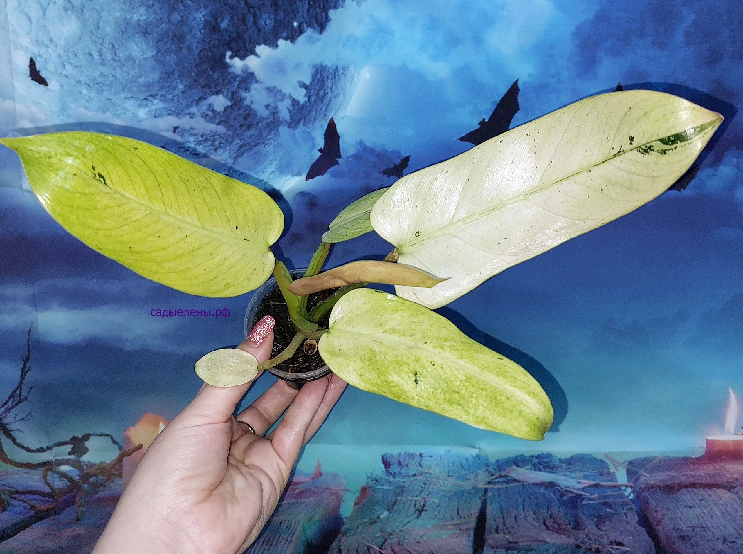 Philodendron Whipple Way