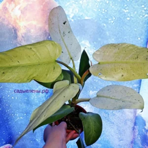 Philodendron Whipple Way