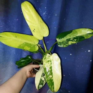 Philodendron Whipple Way Variegated