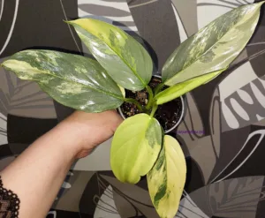 Филодендрон хастатум 'Silver Sword' variegata
