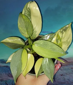 Филодендрон хастатум 'Silver Sword' variegata