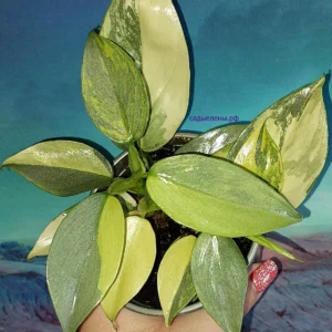 Philodendron hastatum Silver Sword variegata