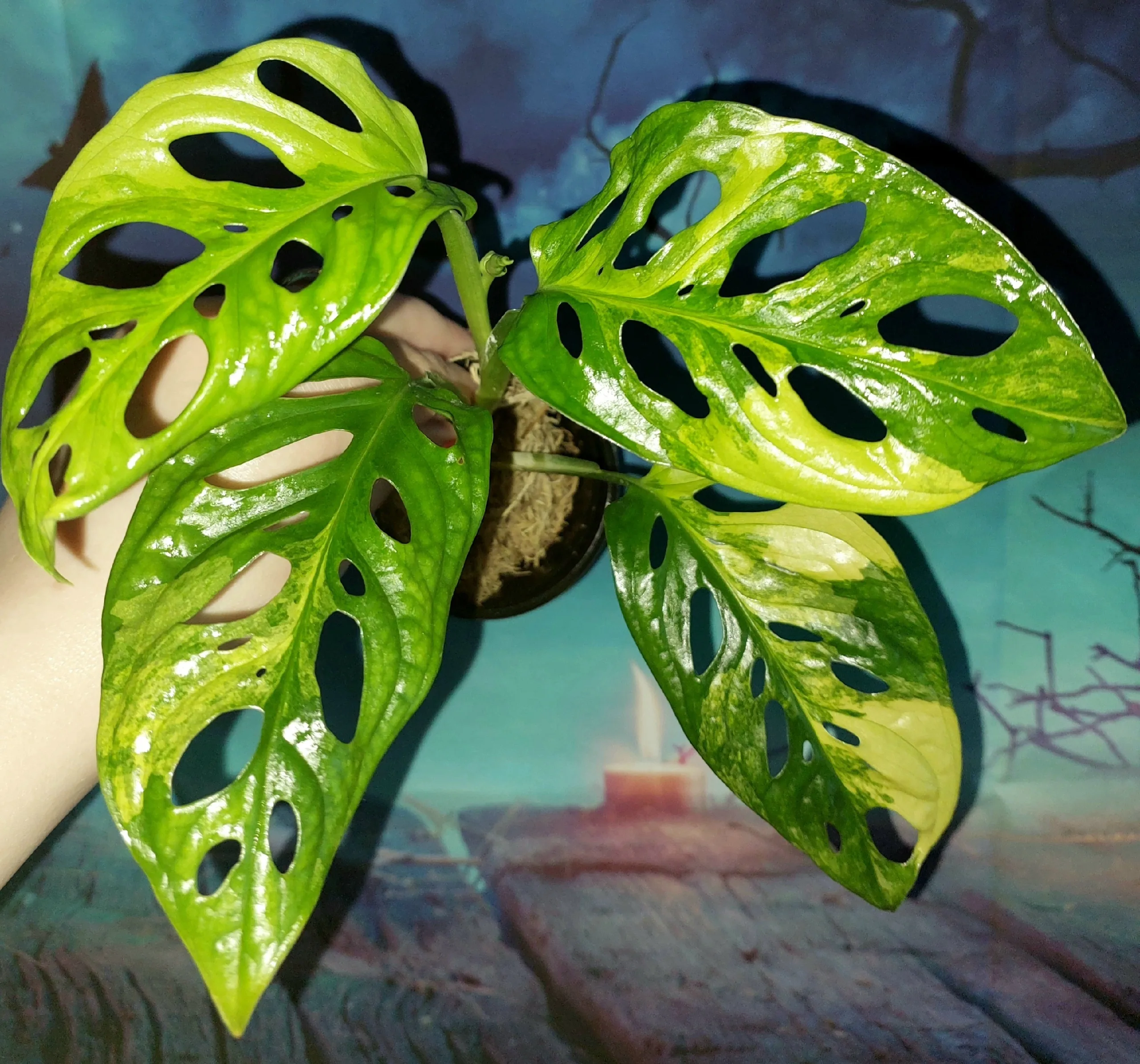 Monstera Adansonii Aurea Variegata